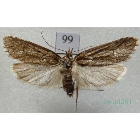 Diurnea fagella (Denis & Schiffermüller, 1775) Czech99